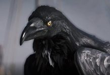 Assassin’s Creed Valhalla details bird companion, hoods, hair colour changes • Eurogamer.net
