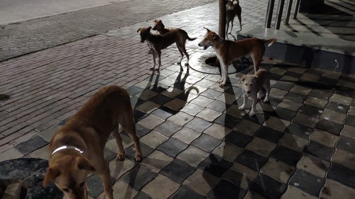 devs-and-doggos-how-nodding-head-made-raji-while-saving-stray-indian-dogs-1602686256314.jpg